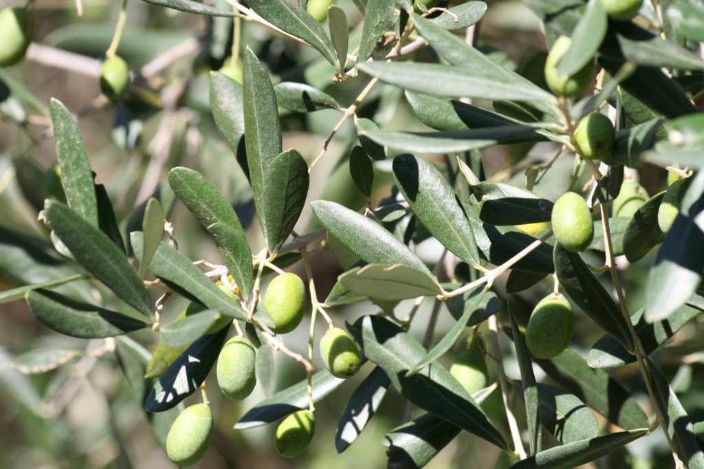healing gardeners balm recipe ingredients olive oil